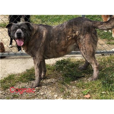 Comune di  DOMANICO - Cane - Microchip 380260004111949