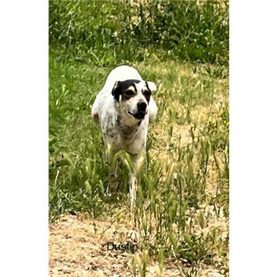 Comune di  BISIGNANO - Cane - Microchip 380260044252134