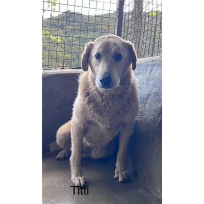 Comune di  SAN FILI - Cane - Microchip 380260010276864