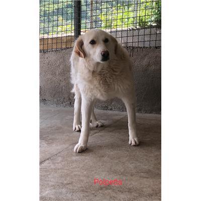 Comune di  MENDICINO - Cane - Microchip 380260010192559