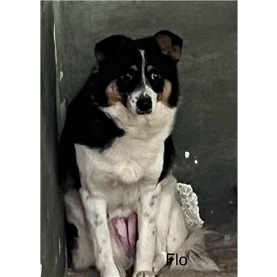 Comune di  ROVITO - Cane - Microchip 380260044761077