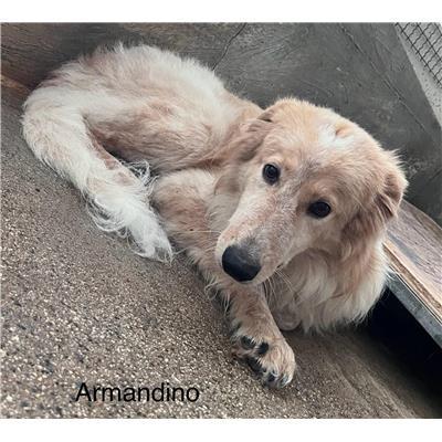 Comune di  Casali del Manco - Cane - Microchip 380260170279871