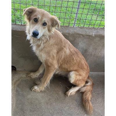 Comune di  Casali del Manco - Cane - Microchip 380260170280230