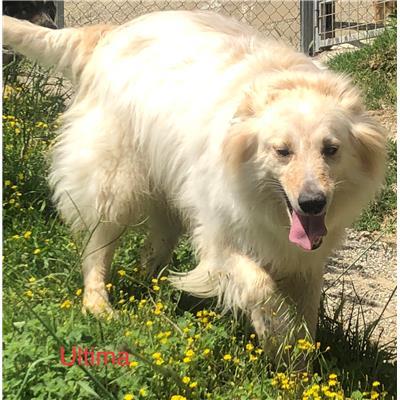 Comune di  PIANE CRATI - Cane - Microchip 380260042597061